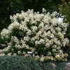 Quick Fire® Hydrangea Treeform #7 - Image 3